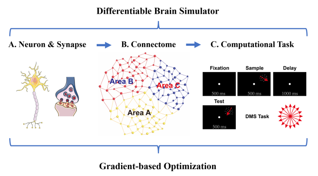 A Differentiable Approach to Multi-scale Brain Modeling